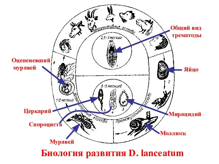 Биология развития D. lanceatum Общий вид трематоды Яйцо Мирацидий Спороциста Муравей Оцепеневший муравей Моллюск Церкарий