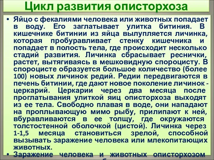 Цикл развития описторхоза Яйцо с фекалиями человека или животных попадает в