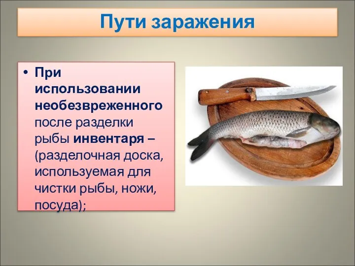 Пути заражения При использовании необезвреженного после разделки рыбы инвентаря – (разделочная