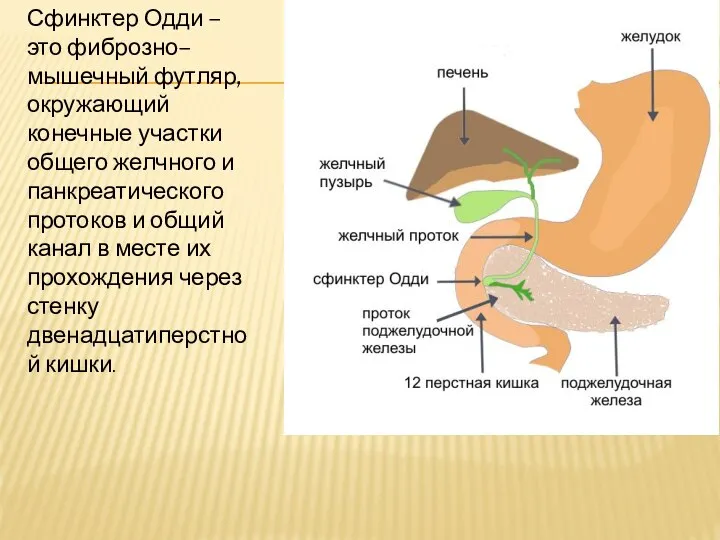 Сфинктер Одди – это фиброзно–мышечный футляр, окружающий конечные участки общего желчного