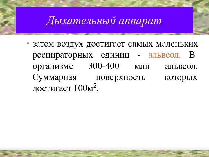 Дыхательный аппарат затем воздух достигает самых маленьких респираторных единиц - альвеол.