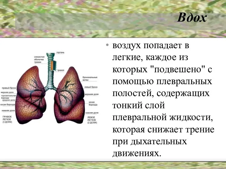 Вдох воздух попадает в легкие, каждое из которых "подвешено" с помощью