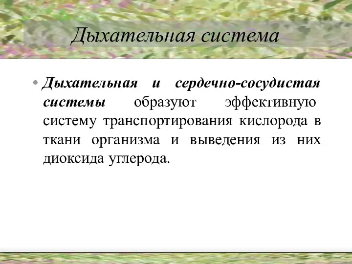 Дыхательная система Дыхательная и сердечно-сосудистая системы образуют эффективную систему транспортирования кислорода