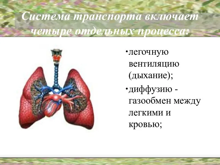 Система транспорта включает четыре отдельных процесса: легочную вентиляцию (дыхание); диффузию - газообмен между легкими и кровью;