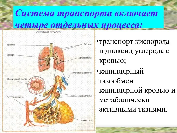 Система транспорта включает четыре отдельных процесса: транспорт кислорода и диоксид углерода