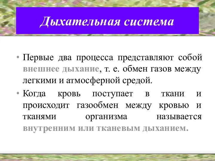 Дыхательная система Первые два процесса представляют собой внешнее дыхание, т. е.