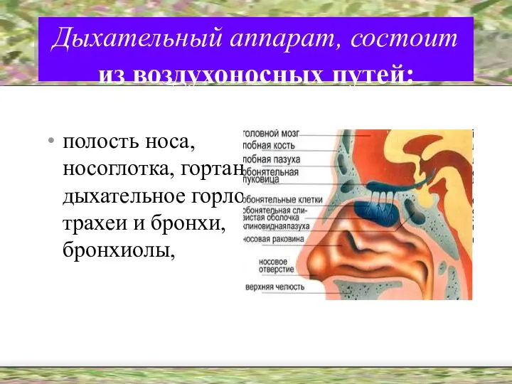 Дыхательный аппарат, состоит из воздухоносных путей: полость носа, носоглотка, гортань, дыхательное горло, трахеи и бронхи, бронхиолы,