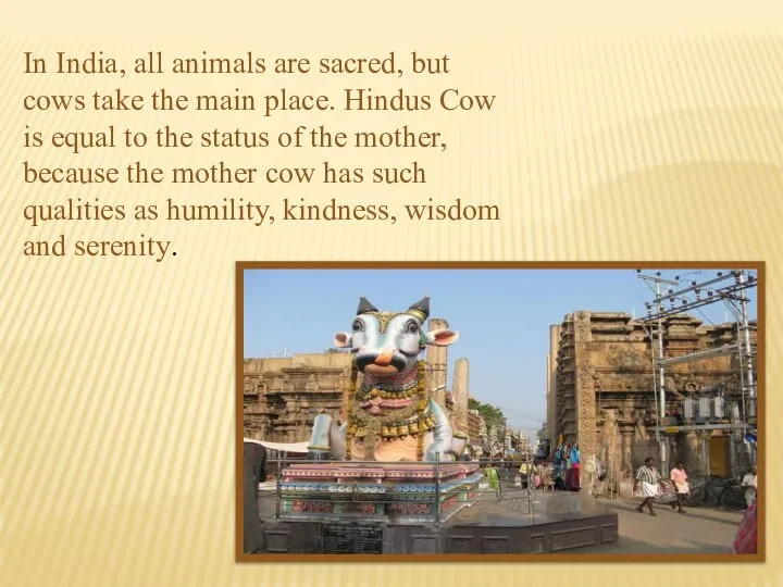 In India, all animals are sacred, but cows take the main