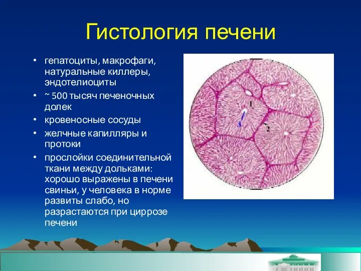 Гистология печени гепатоциты, макрофаги, натуральные киллеры, эндотелиоциты ~ 500 тысяч печеночных