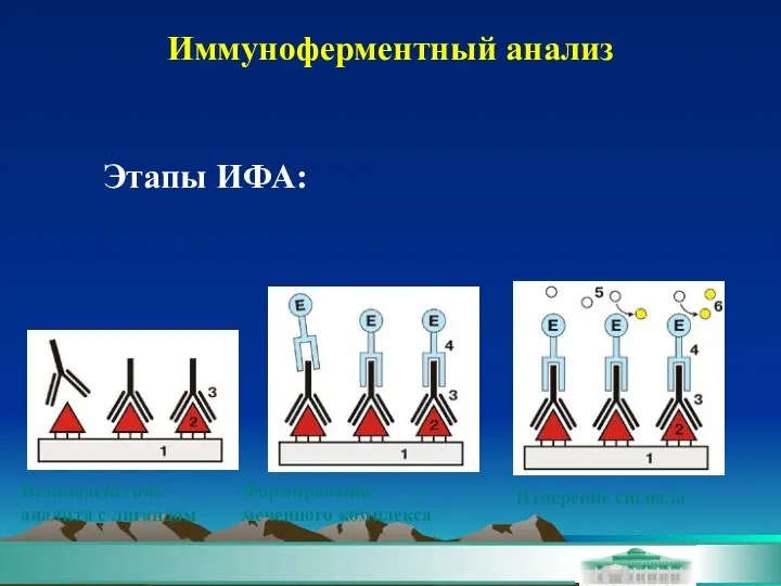 Иммуноферментный анализ Этапы ИФА: Взаимодействие аналита с лигандом Формирование меченного комплекса Измерение сигнала