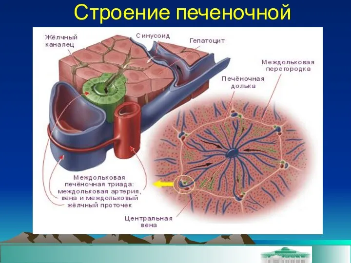 Строение печеночной дольки