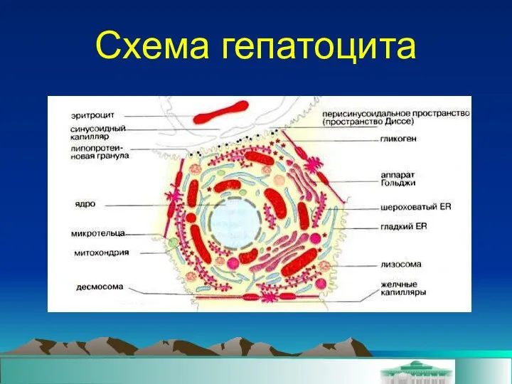 Схема гепатоцита