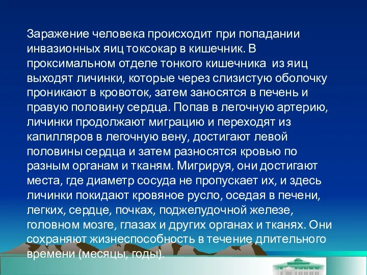 Заражение человека происходит при попадании инвазионных яиц токсокар в кишечник. В