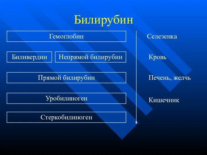 Билирубин Гемоглобин Биливердин Непрямой билирубин Прямой билирубин Уробилиноген Стеркобилиноген Селезенка Кровь Печень, желчь Кишечник