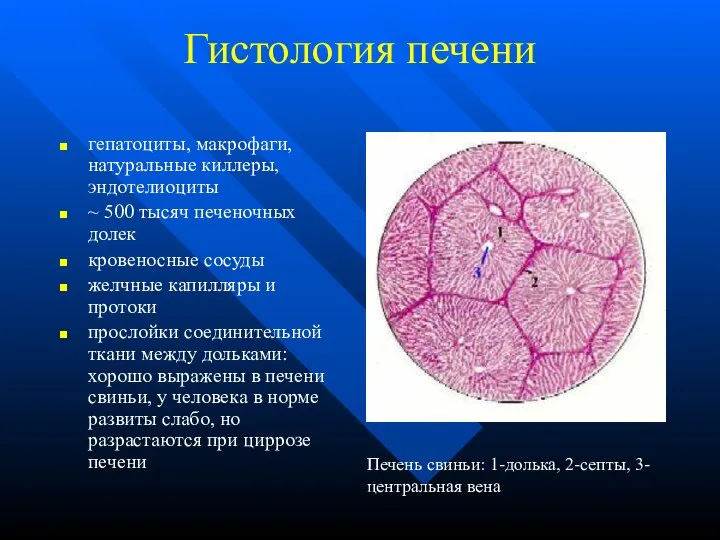 Гистология печени гепатоциты, макрофаги, натуральные киллеры, эндотелиоциты ~ 500 тысяч печеночных