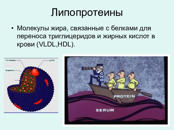 Липопротеины Молекулы жира, связанные с белками для переноса триглицеридов и жирных кислот в крови (VLDL,HDL).