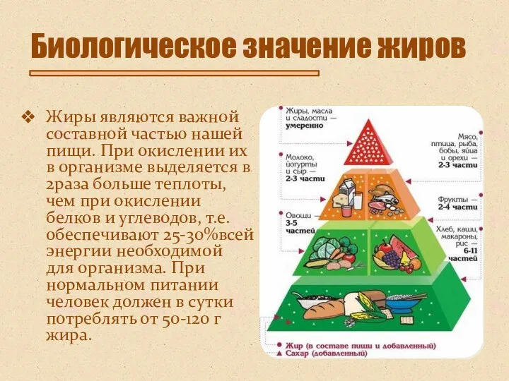 Биологическое значение жиров Жиры являются важной составной частью нашей пищи. При