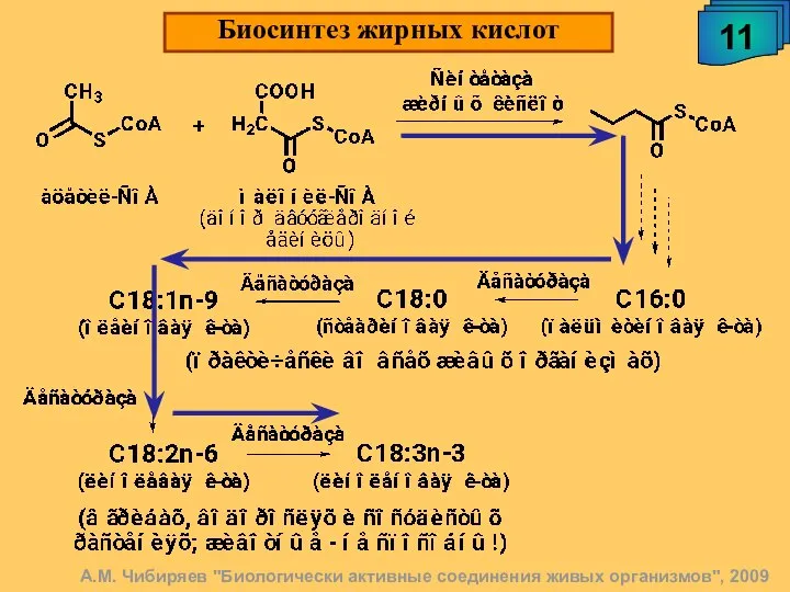 А.М. Чибиряев "Биологически активные соединения живых организмов", 2009 11 Биосинтез жирных кислот