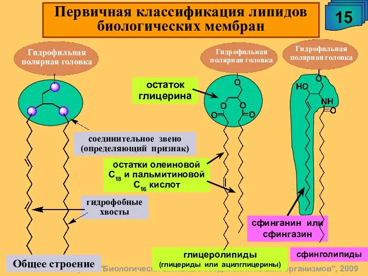 А.М. Чибиряев "Биологически активные соединения живых организмов", 2009 Общее строение 15
