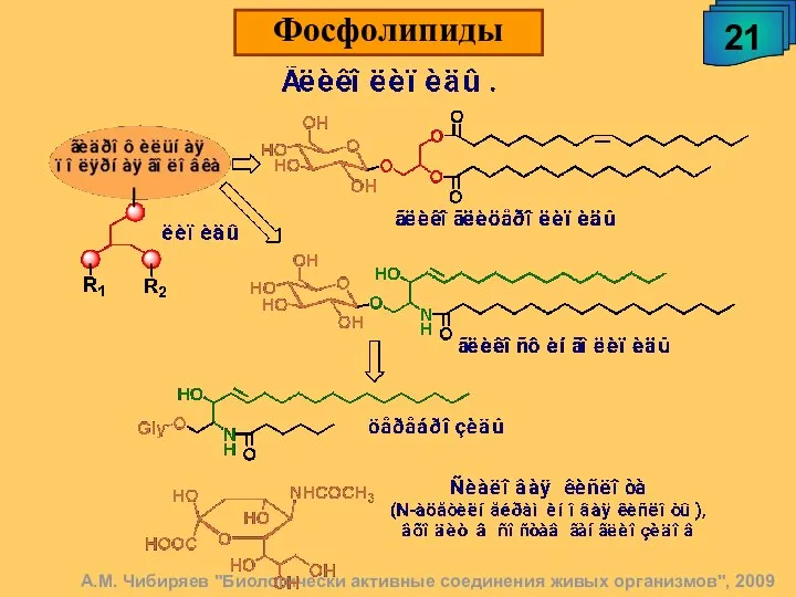 А.М. Чибиряев "Биологически активные соединения живых организмов", 2009 21 Фосфолипиды