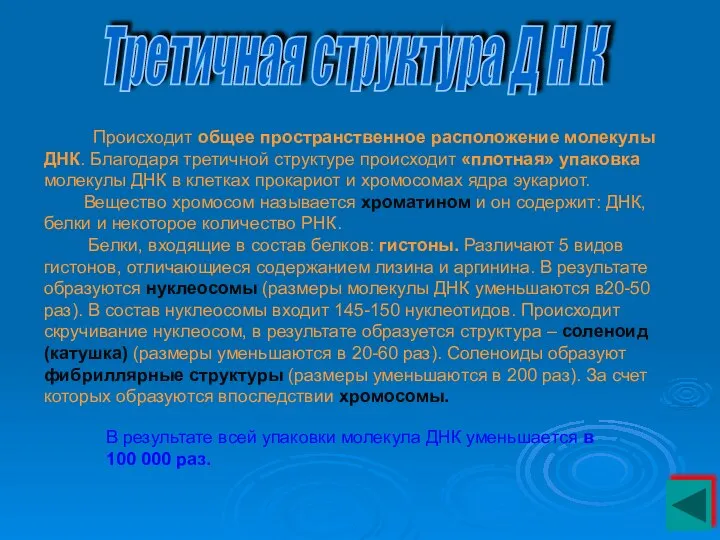 Происходит общее пространственное расположение молекулы ДНК. Благодаря третичной структуре происходит «плотная»