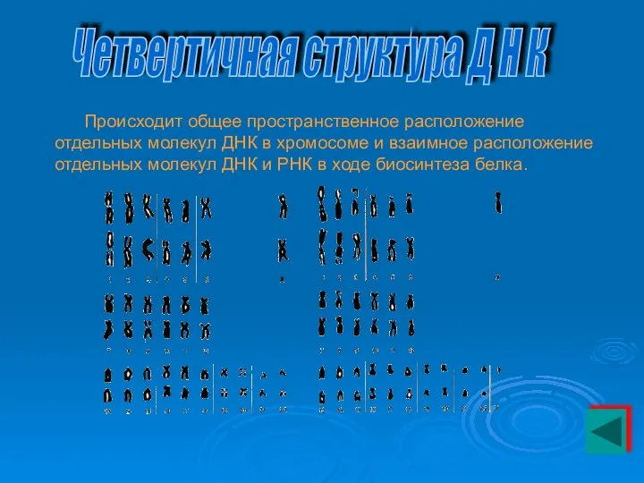 Происходит общее пространственное расположение отдельных молекул ДНК в хромосоме и взаимное