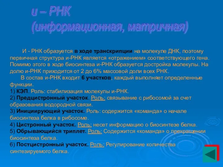 и – РНК (информационная, матричная) И - РНК образуется в ходе