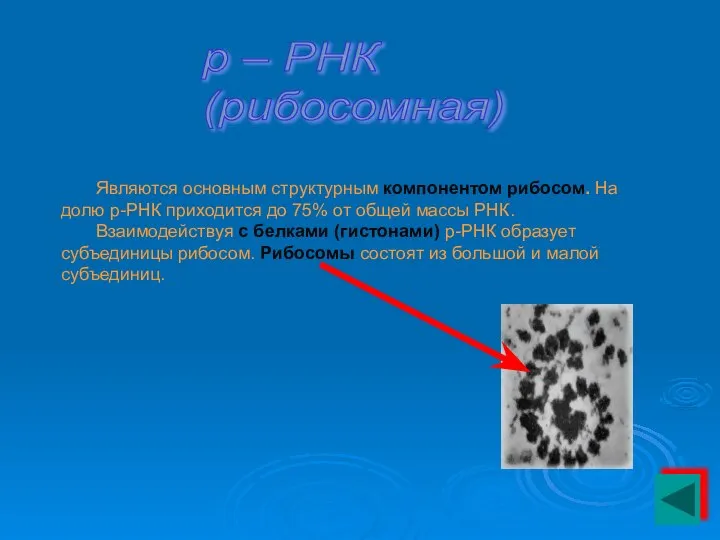 р – РНК (рибосомная) Являются основным структурным компонентом рибосом. На долю