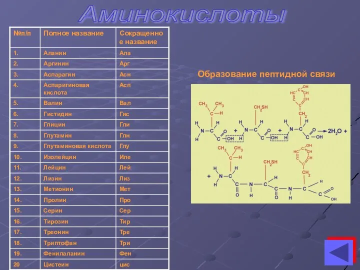 Аминокислоты Образование пептидной связи