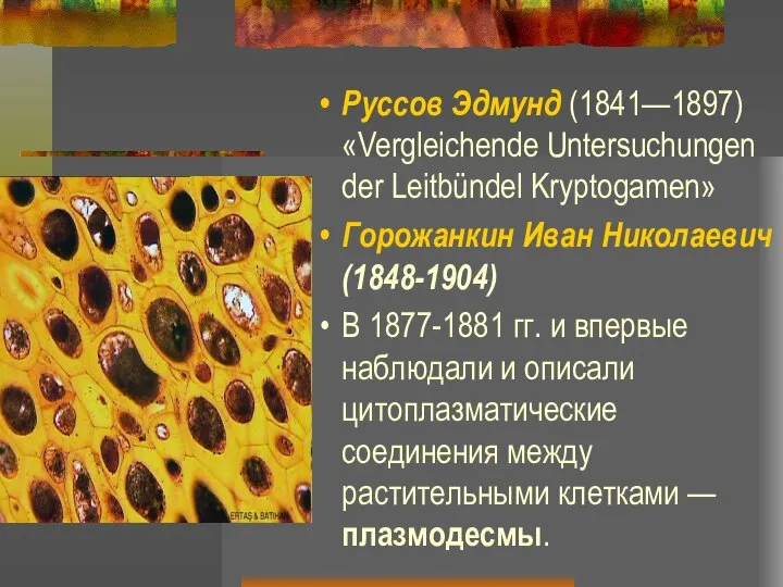 Руссов Эдмунд (1841—1897) «Vergleichende Untersuchungen der Leitbündel Kryptogamen» Горожанкин Иван Николаевич