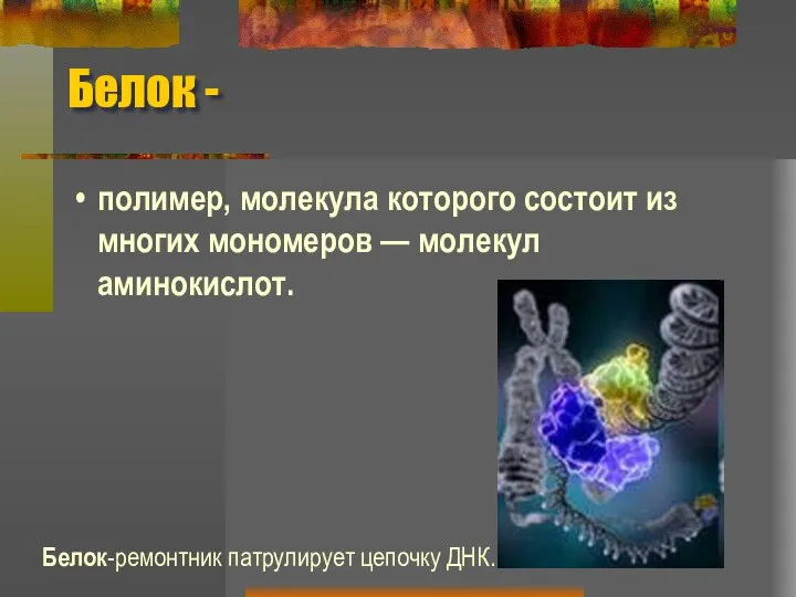 Белок - полимер, молекула которого состоит из многих мономеров — молекул аминокислот. Белок-ремонтник патрулирует цепочку ДНК.