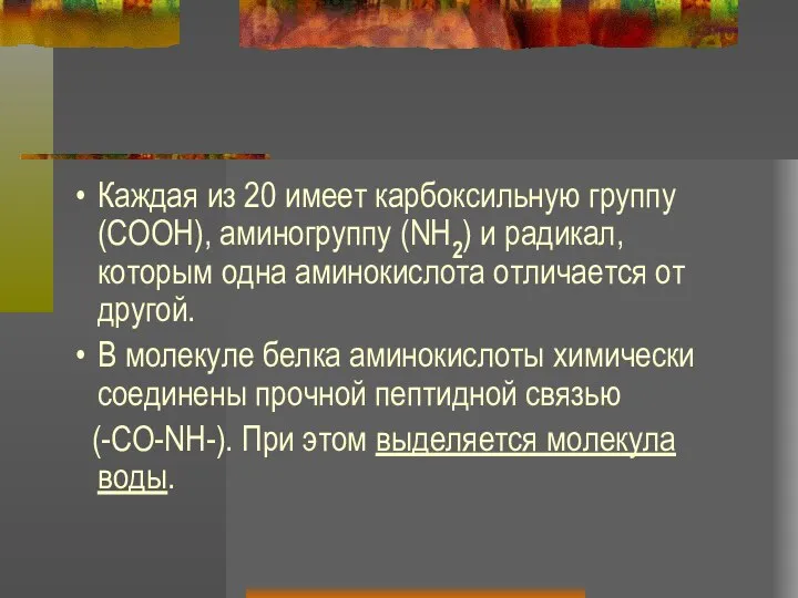 Каждая из 20 имеет карбоксильную группу (СООН), аминогруппу (NH2) и радикал,