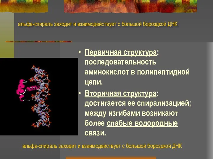 альфа-спираль заходит и взаимодействует с большой бороздкой ДНК Первичная структура: последовательность