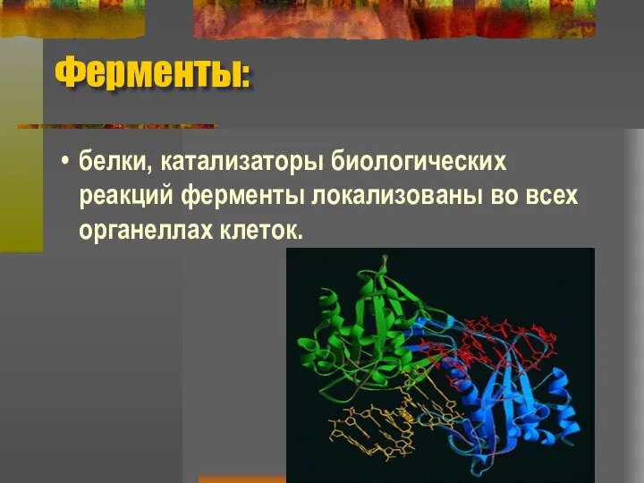 Ферменты: белки, катализаторы биологических реакций ферменты локализованы во всех органеллах клеток.