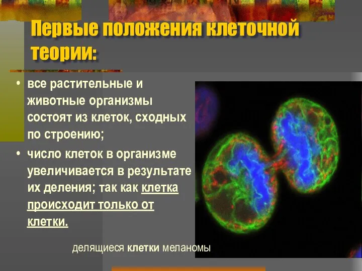 Первые положения клеточной теории: все растительные и животные организмы состоят из