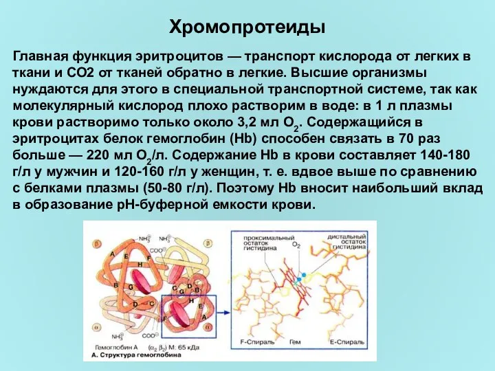 Хромопротеиды Главная функция эритроцитов — транспорт кислорода от легких в ткани