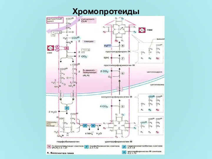 Хромопротеиды