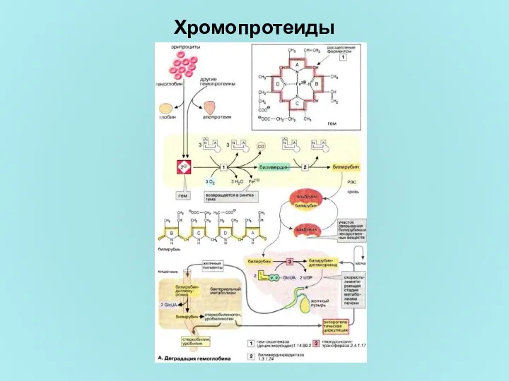 Хромопротеиды