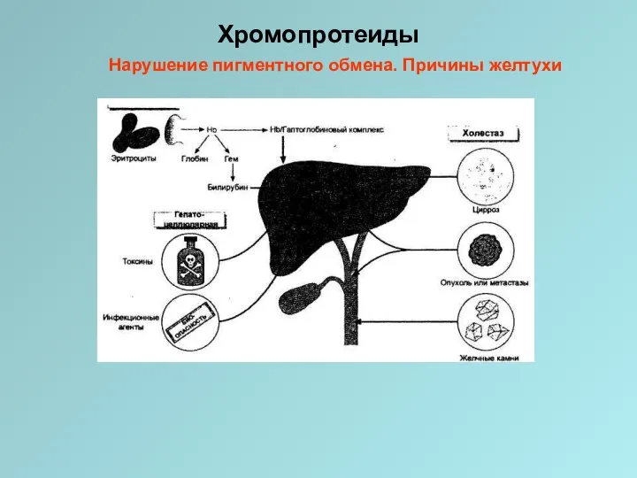 Хромопротеиды Нарушение пигментного обмена. Причины желтухи