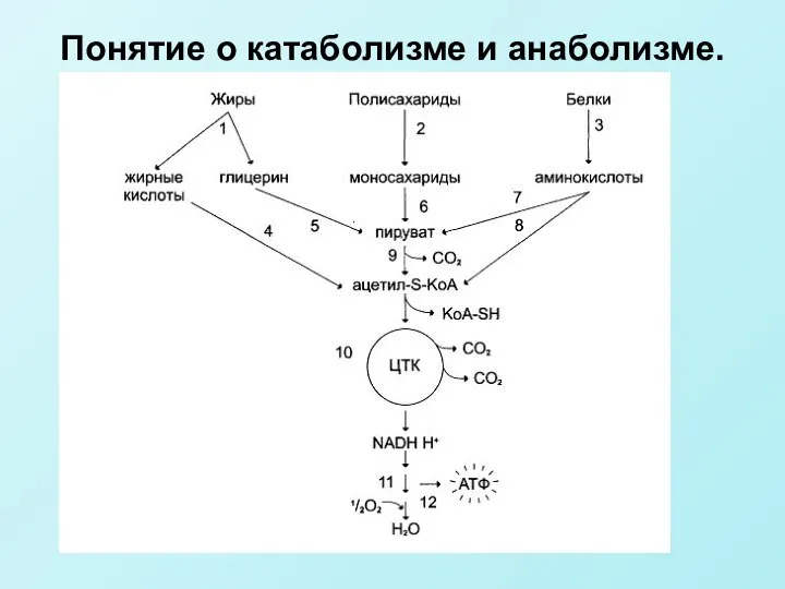 Понятие о катаболизме и анаболизме.