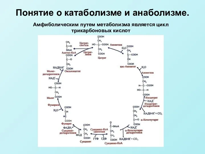 Амфиболическим путем метаболизма является цикл трикарбоновых кислот Понятие о катаболизме и анаболизме.