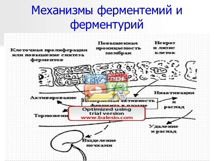 * Механизмы ферментемий и ферментурий