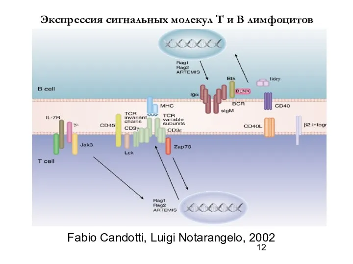 Fabio Candotti, Luigi Notarangelo, 2002 Экспрессия сигнальных молекул Т и В лимфоцитов