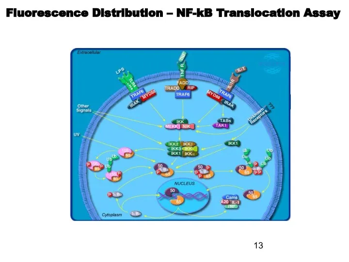 Fluorescence Distribution – NF-kB Translocation Assay