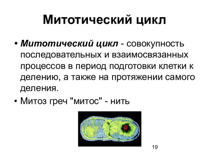 Митотический цикл Митотический цикл - совокупность последовательных и взаимосвязанных процессов в