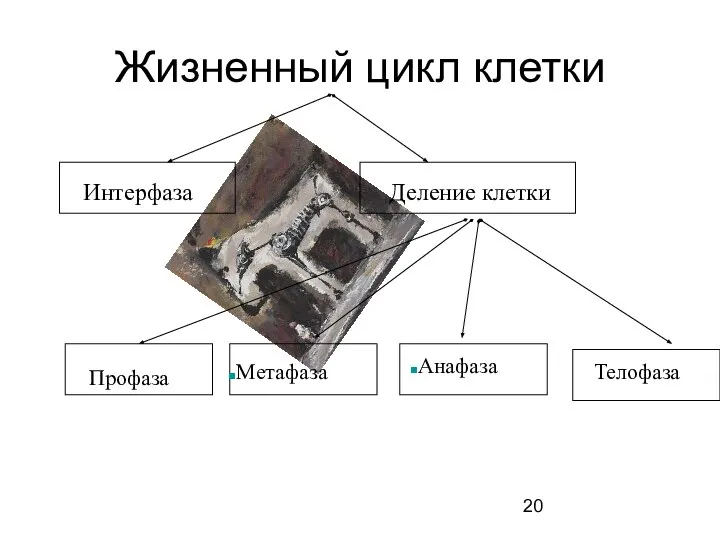 Жизненный цикл клетки Профаза Метафаза Анафаза Телофаза Деление клетки Интерфаза