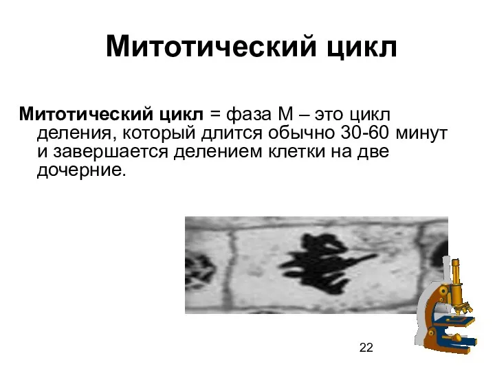 Митотический цикл Митотический цикл = фаза М – это цикл деления,