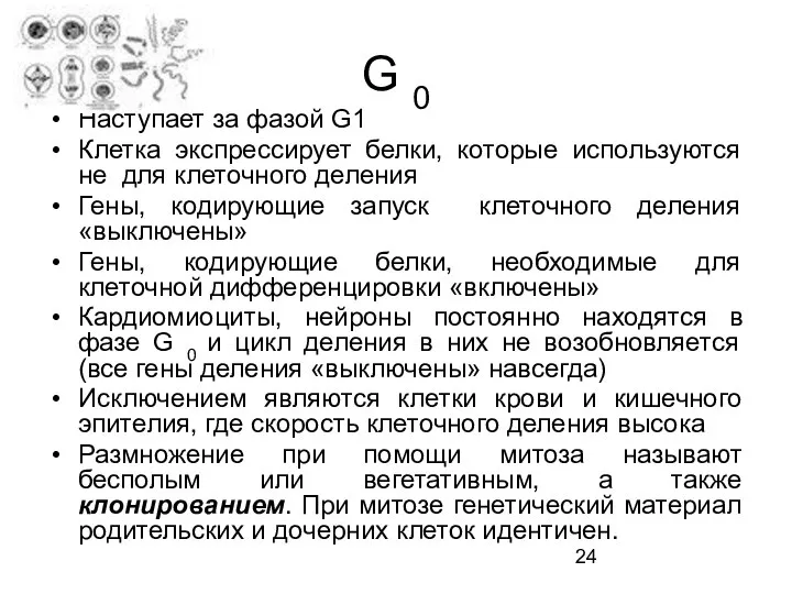 G 0 Наступает за фазой G1 Клетка экспрессирует белки, которые используются