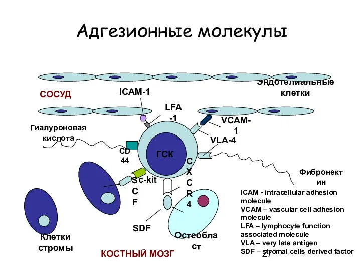 Адгезионные молекулы c-kit Клетки стромы Эндотелиальные клетки ГСК Гиалуроновая кислота CD44