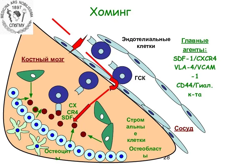 Хоминг Костный мозг Сосуд Остеобласты SDF Остеоциты Стромальные клетки Эндотелиальные клетки